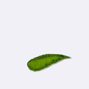 Organic Culinary Matcha